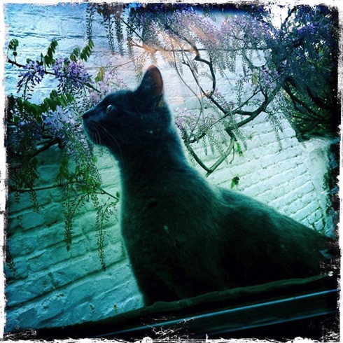 Mr Cat. Mr Cat.