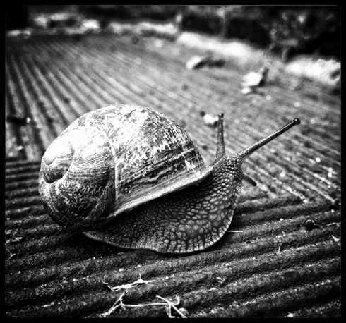 Ballad of the gastropod. Ballad of the gastropod.