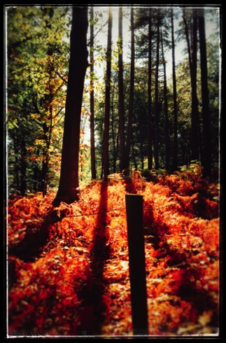 Sunbathing forest. Sunbathing forest.