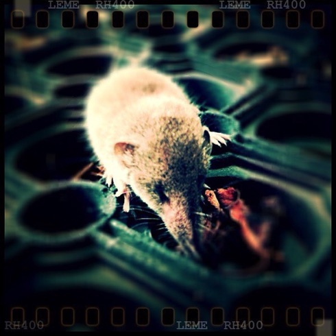 Mrs Shrew. Mrs Shrew.
