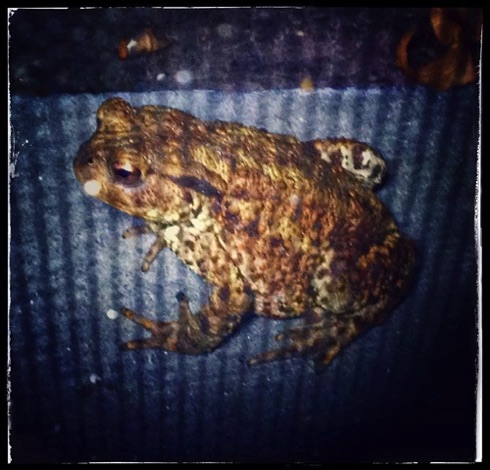 Mr Toad. Mr Toad.