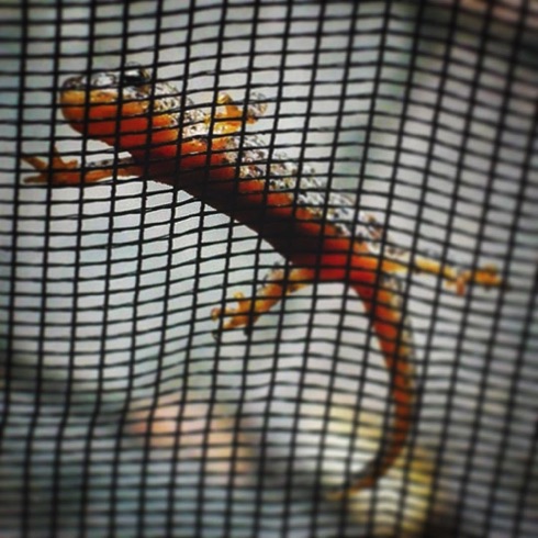 Mr Triton. Mr Triton.
